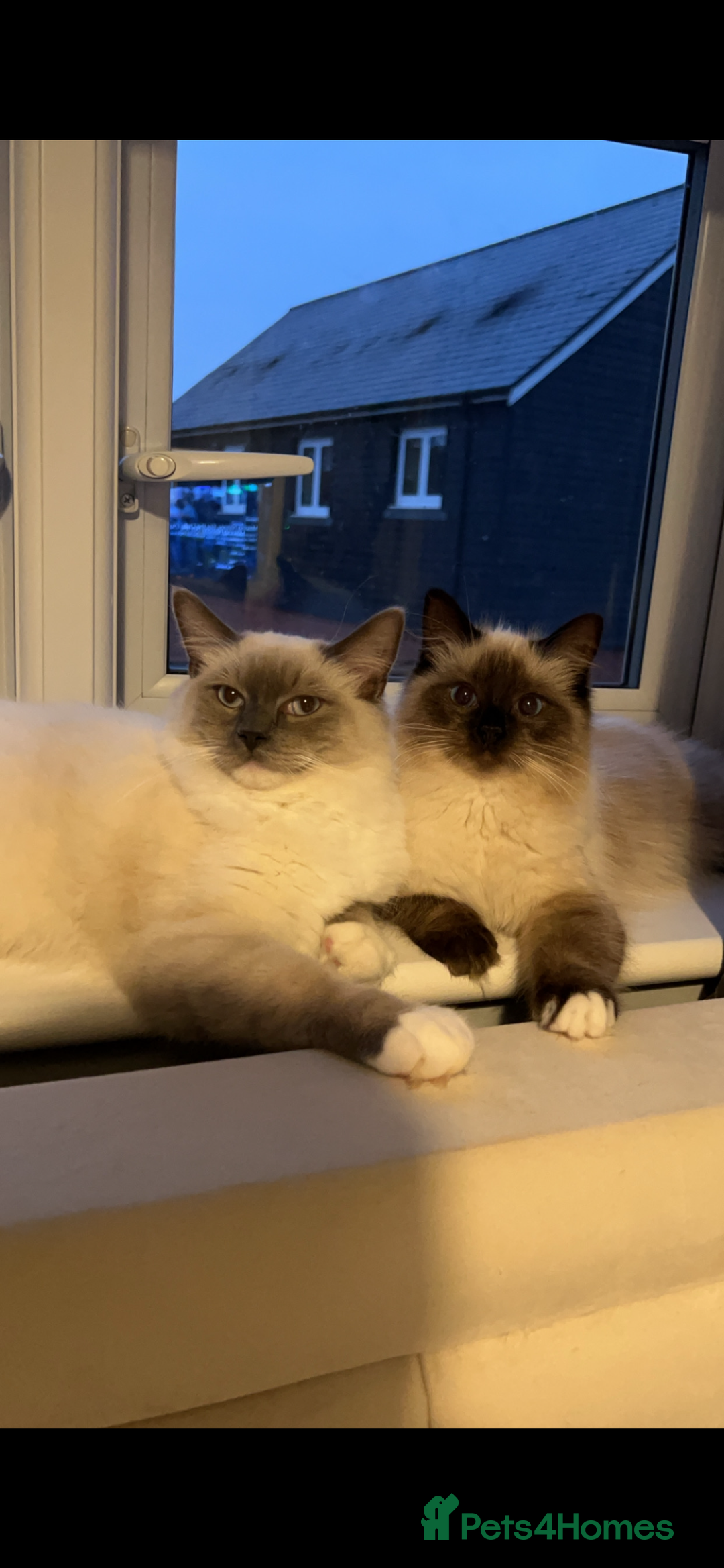 Ragdoll cats for sale: Ragdoll kitten - Image 6
