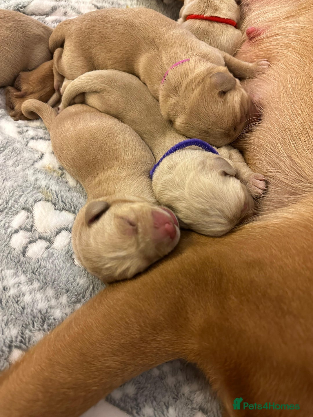 Labrador Retriever dogs for sale: Beautiful Labrador pups for sale X3 girls X3 boys - Advert 4