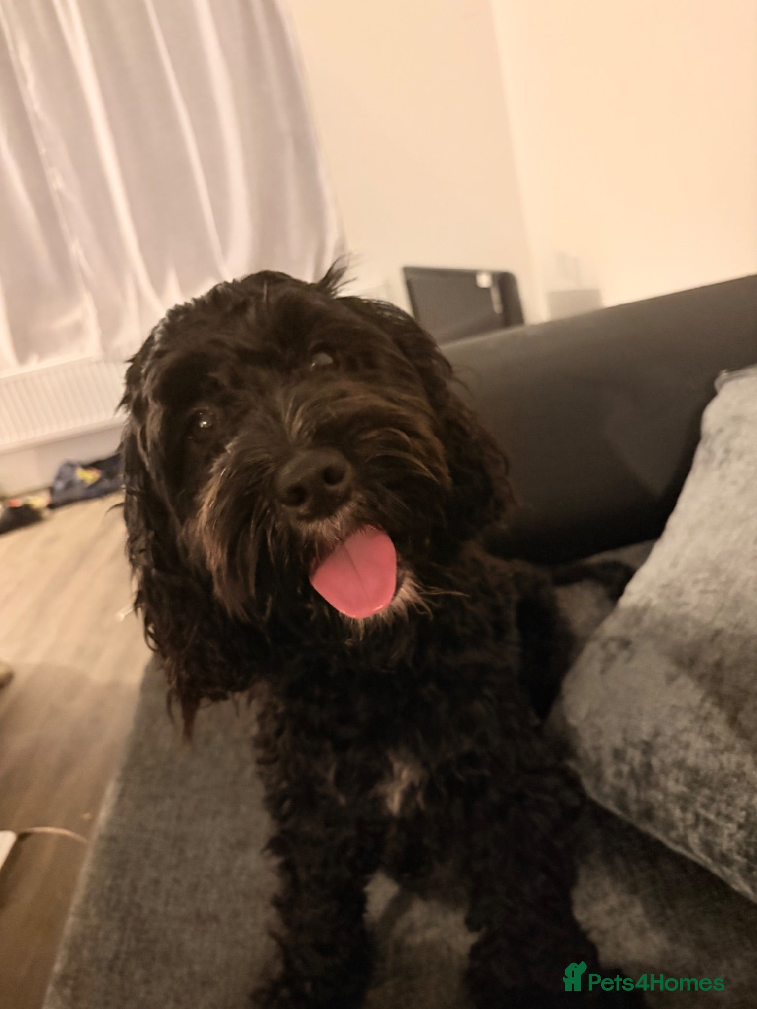 Cockapoo dogs 9 month old Cockapoo boy  - Advert 11