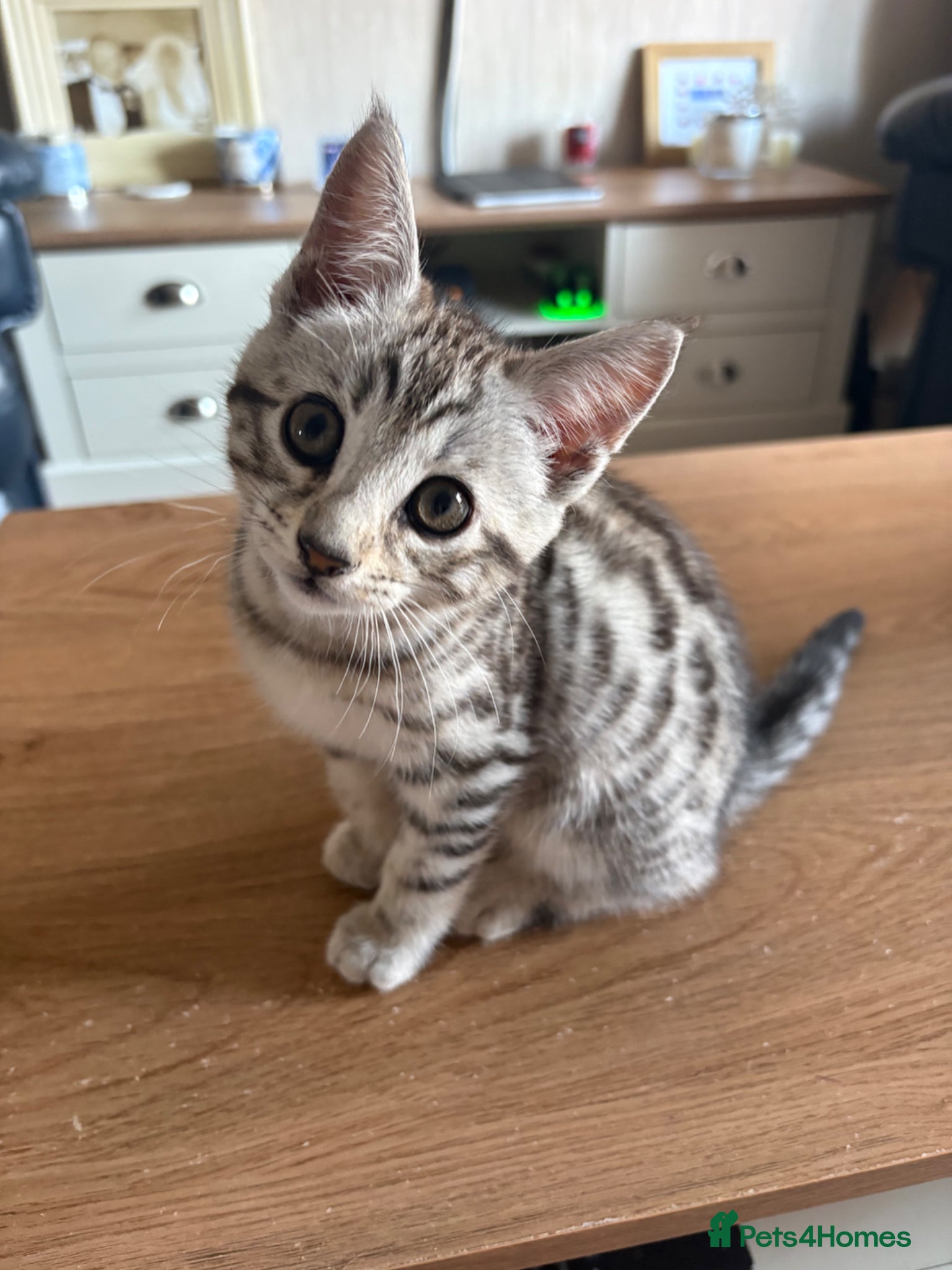 Mixed Breed cats Maine Coon x Bengal Kittens - Advert 13