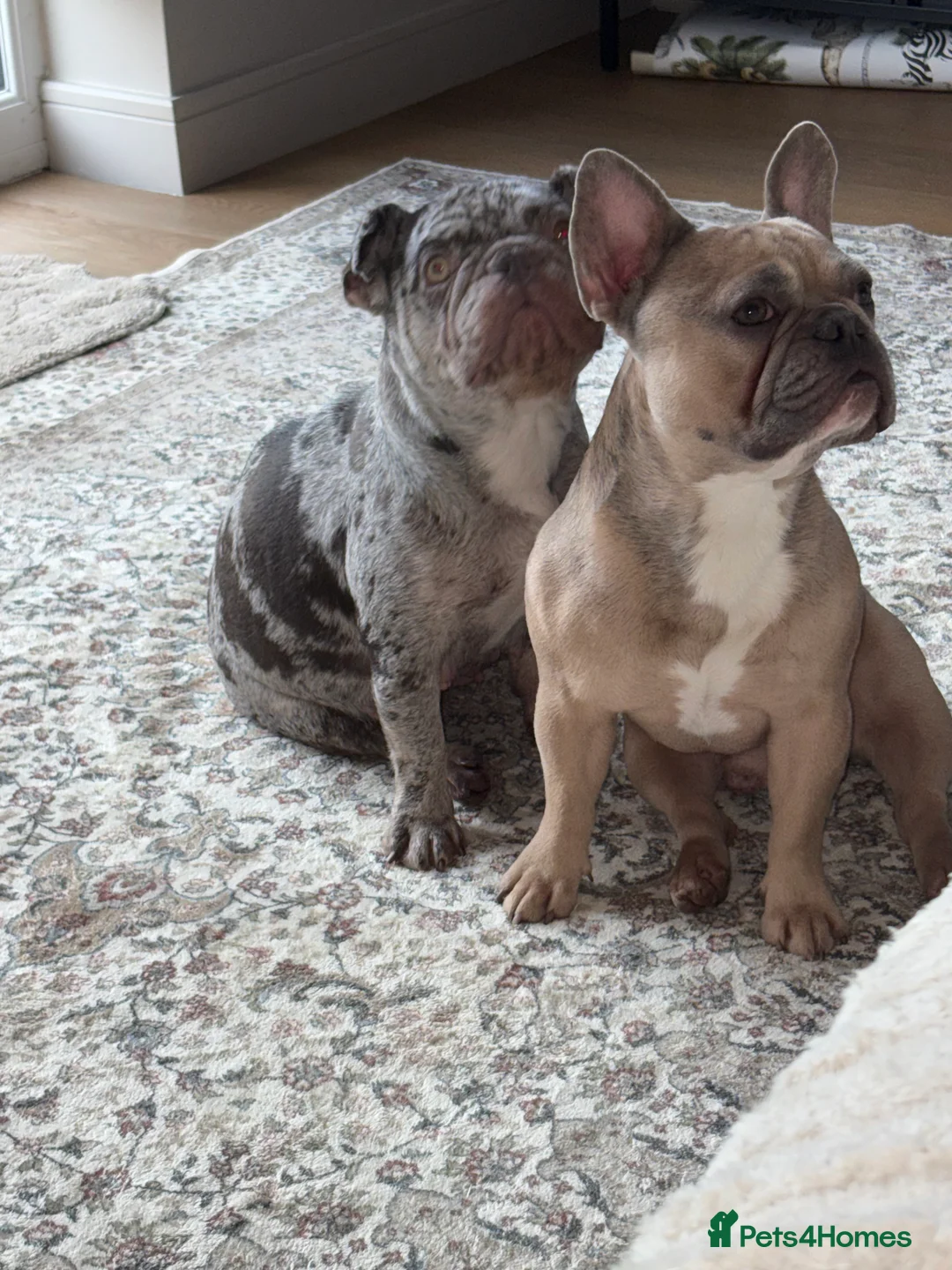 French Bulldog dogs for sale: 4 frenchie pups  - Advert 6
