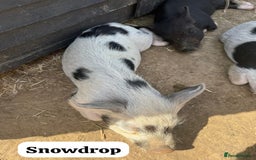 Pig livestock for sale: Just 2 Irresistible Mini Pigs left !  in Colchester - Image 6