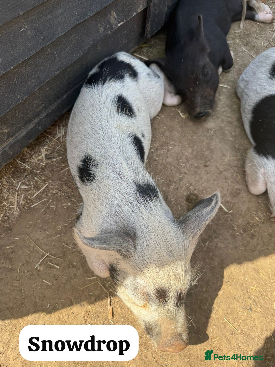 Pig livestock for sale: Just 2 Irresistible Mini Pigs left !  in Colchester - Image 6