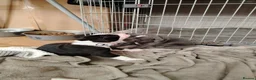 Staffordshire Bull Terrier dogs for sale: Lovely little staffy puppies  - Advert 10