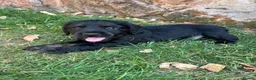 Cocker Spaniel dogs for sale: Working Cocker Spaniel Puppies  - Advert 9