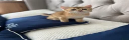 British Shorthair cats for sale: READY NOW! Pedigree kittens  - Advert 15
