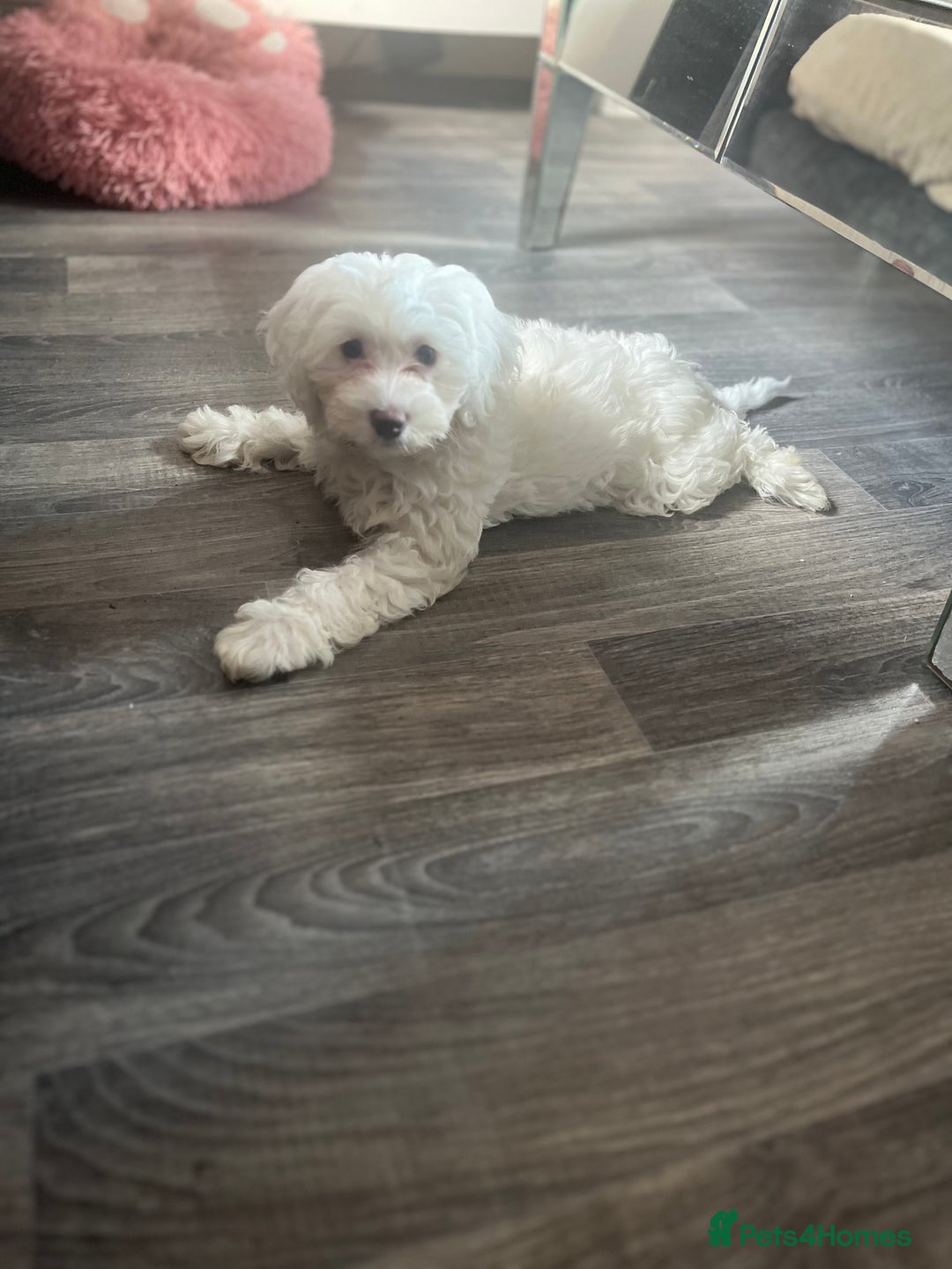 Cockapoo dogs for sale: Stunning f1b cockapoos  - Image 13