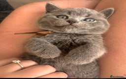 British Shorthair cats for sale: 🌟 Blue British Shorthair kittens🌟 - Image 7