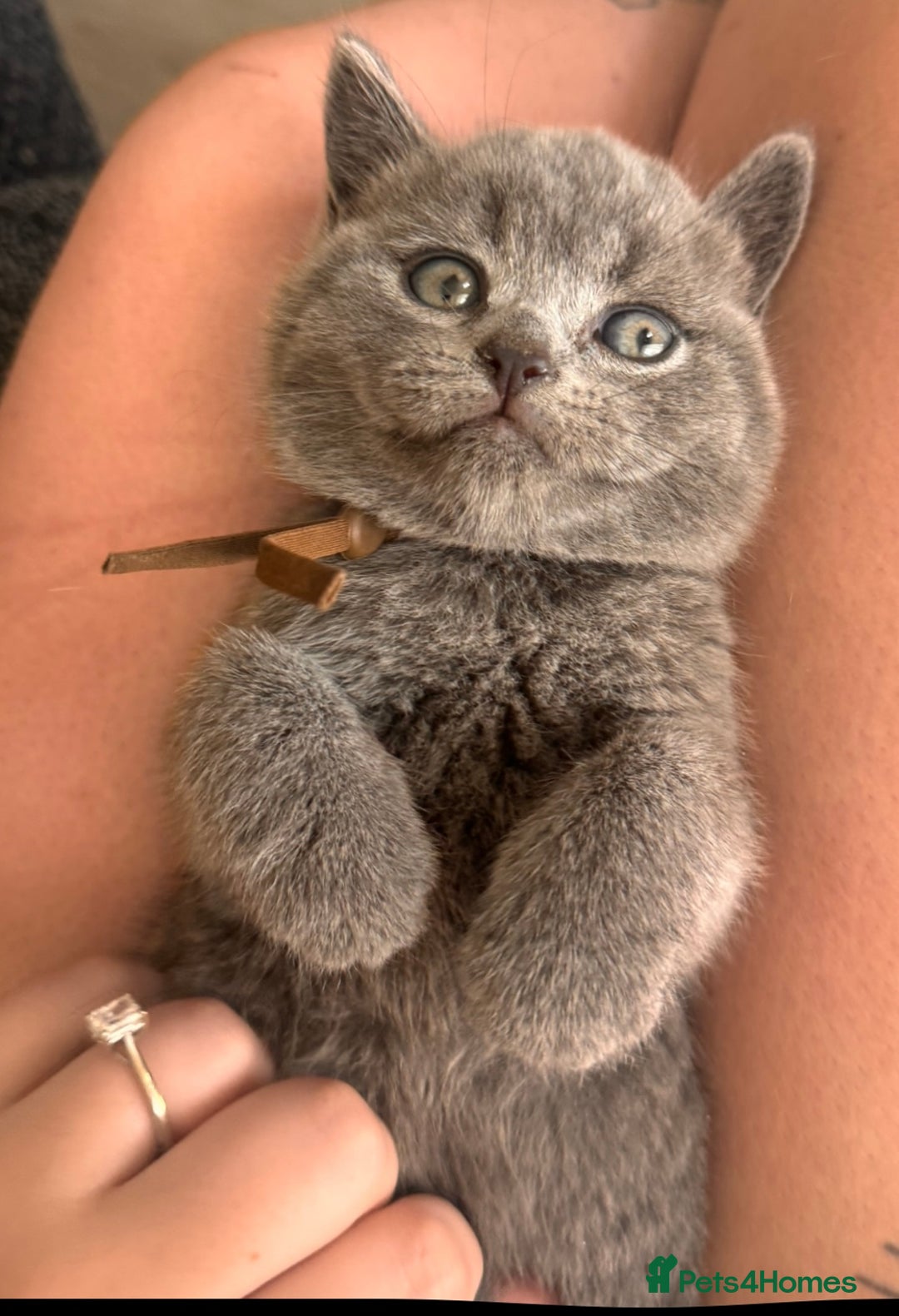 British Shorthair cats for sale: 🌟 Blue British Shorthair kittens🌟 - Image 7