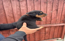 Rottweiler dogs for sale: Pure rottweiler  - Image 4