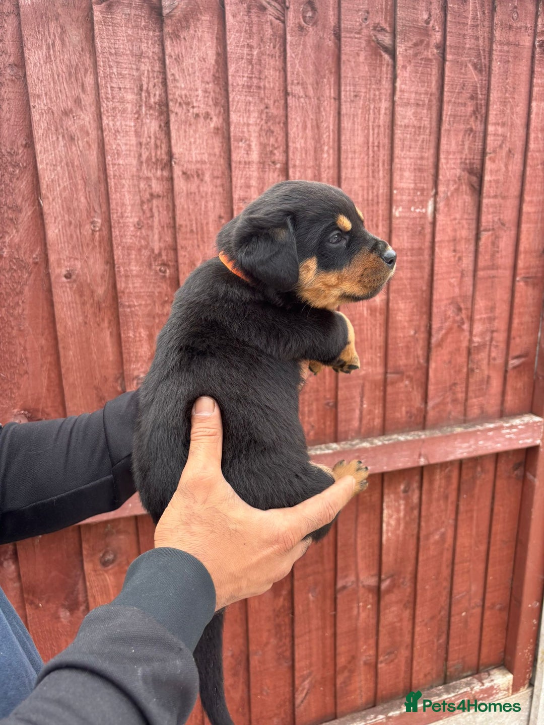 Rottweiler dogs for sale: Pure rottweiler  - Image 4
