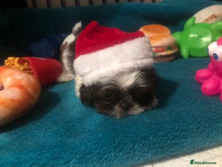 Shih Tzu dogs 6 beautiful shih tzu puppies - Advert 13