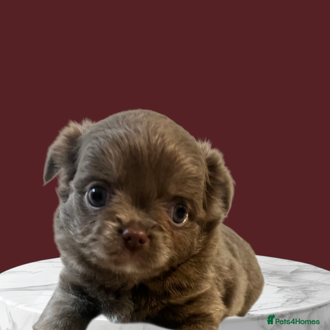Chihuahua dogs for sale: 💙💙 Beautiful boys - very fluffy Chihuahuas 💙💙 - Image 2