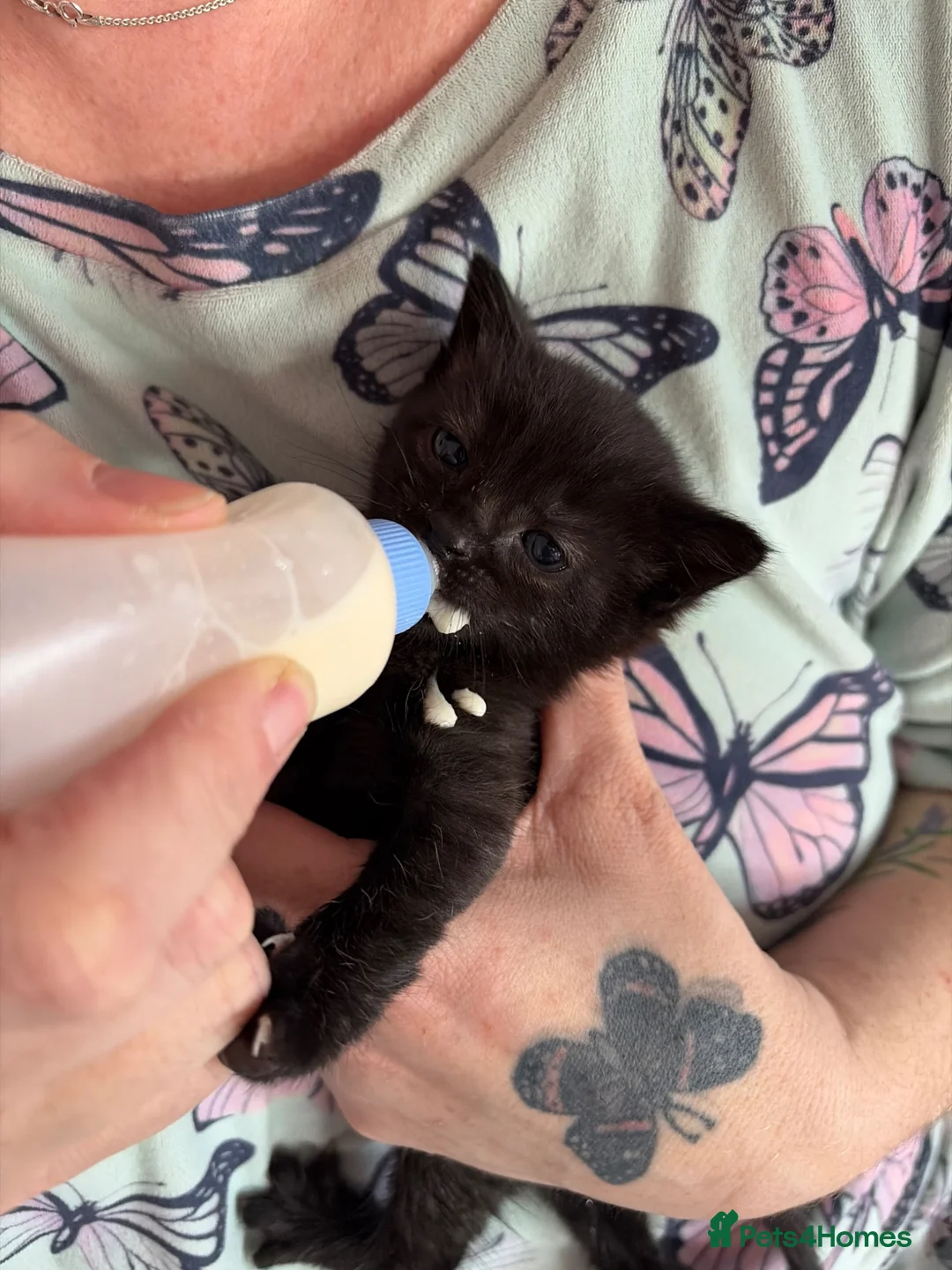 Mixed Breed cats for sale: Little black kitty’s - Advert 5