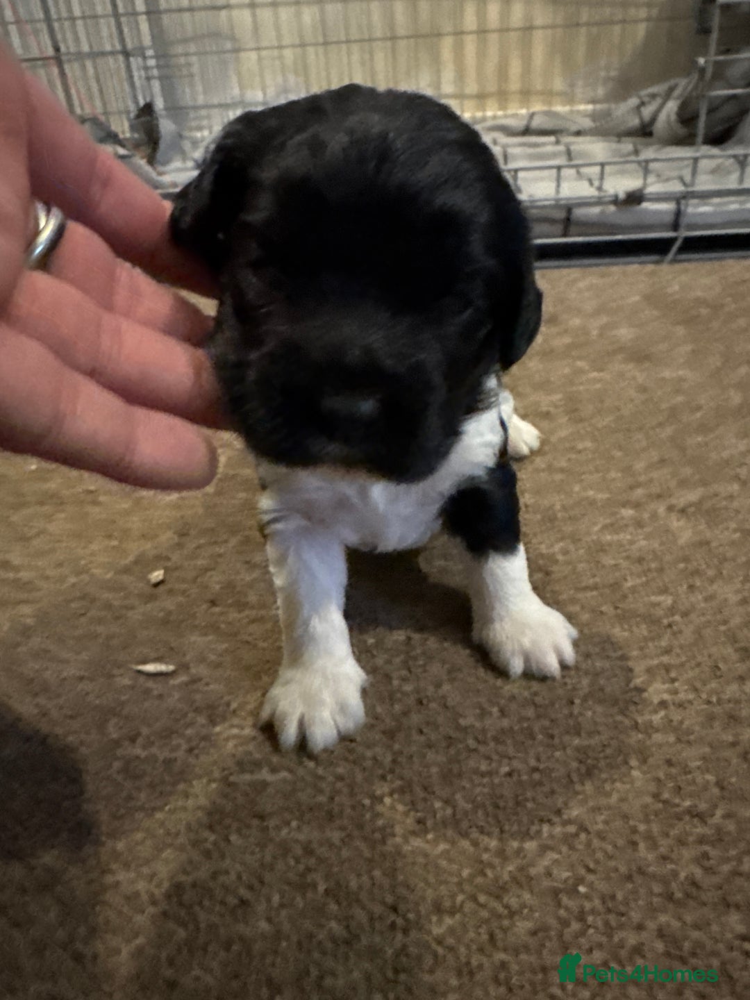 Mixed Breed dogs for sale: 8 Springer mix Puppies - Advert 16