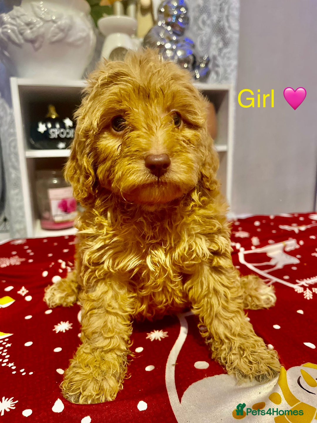 Cavapoo dogs for sale: Beautiful Cavapoo puppies  - Advert 4
