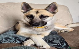 Shepsky dogs for sale: jinx  - Image 1