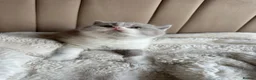 British Shorthair cats for sale: British Short Hair kittens GCCF REG - Advert 13