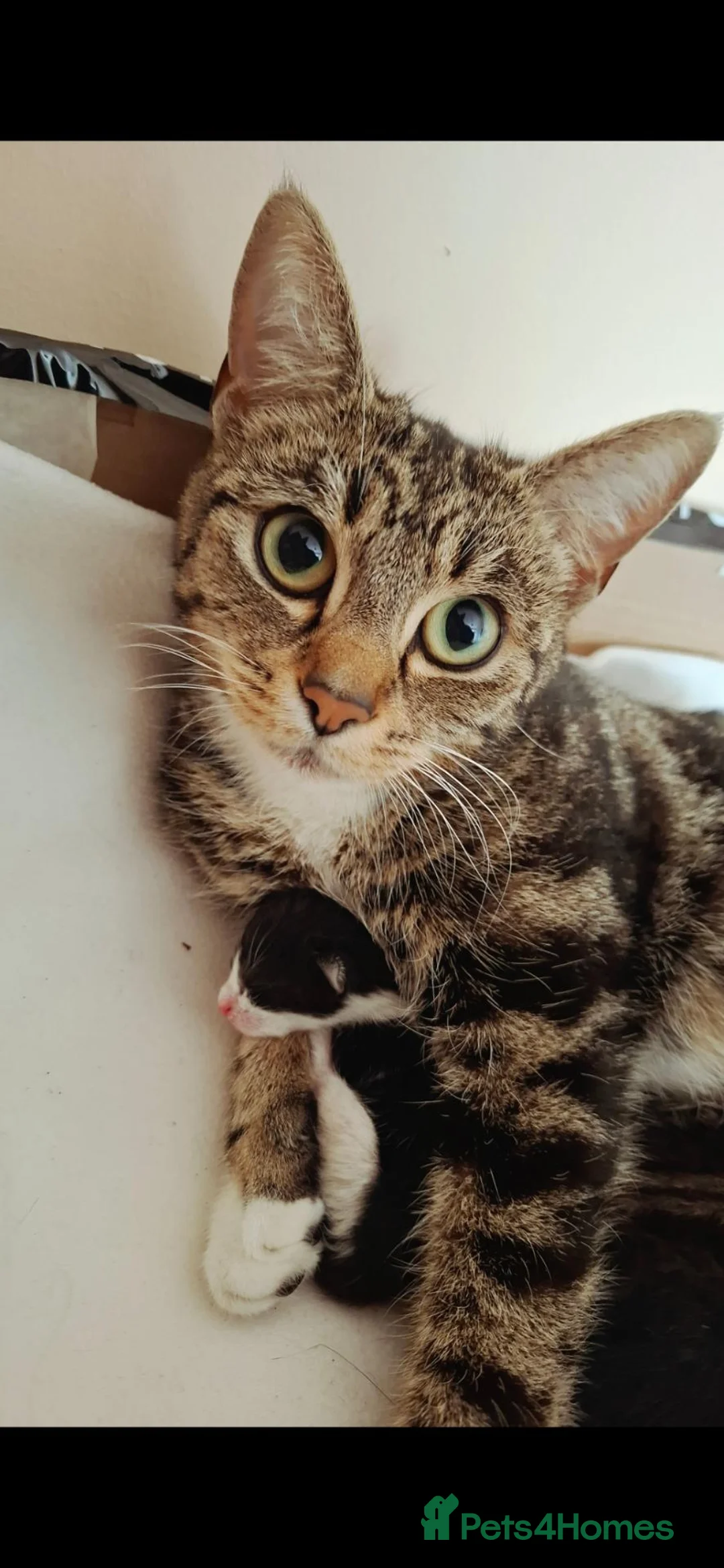 Mixed Breed cats for sale: Kittens  in Mitcham - Advert 1