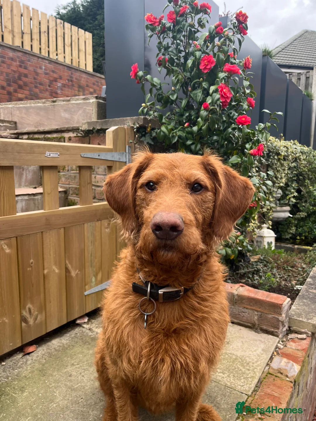 Labradoodle dogs for sale: Stan 21 month old labradoodle  - Advert 2