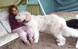 Mixed Breed dogs for adoption: Meet JOJO - a superb big girl, for a Loving Home - Image 5