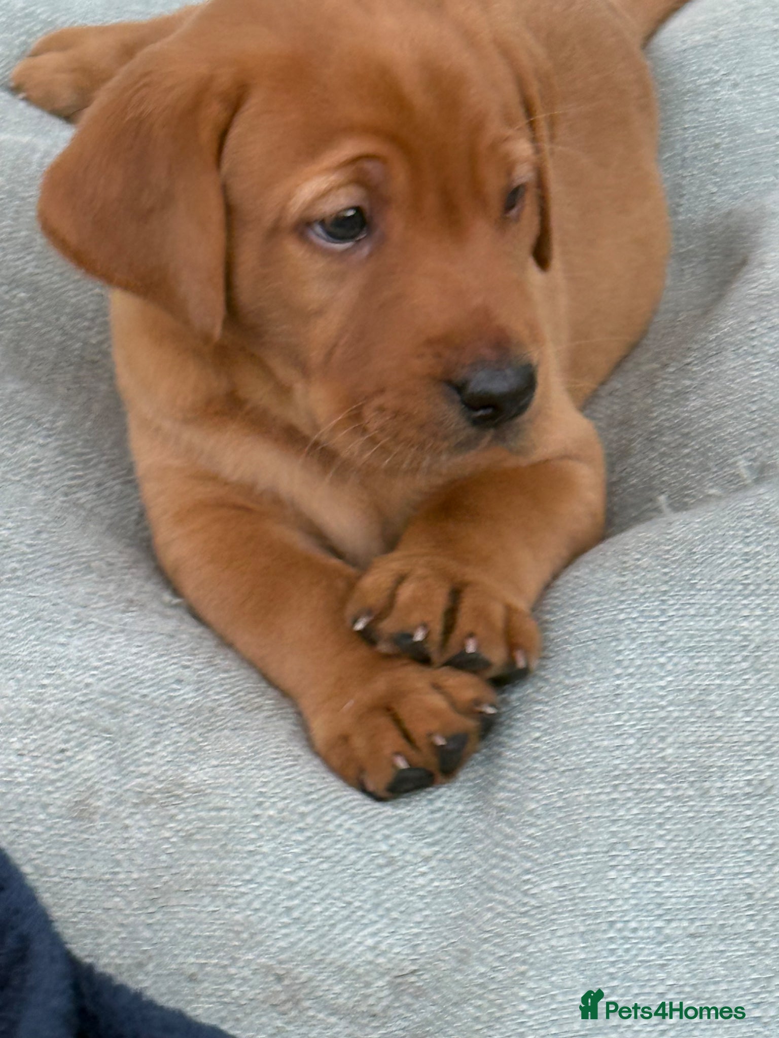 Labrador Retriever dogs Stunning Labrador Retriever Puppies  - Advert 2