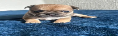 Frug 3