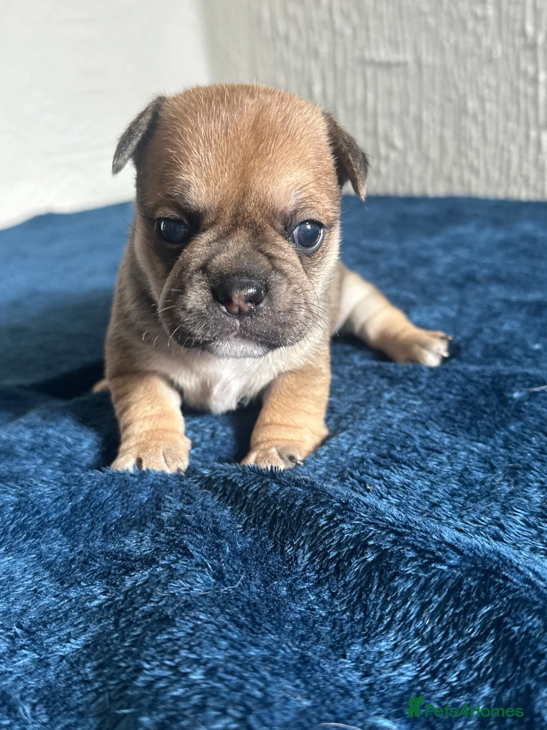 Frug dogs for sale: Frugs for sale  - Advert 7