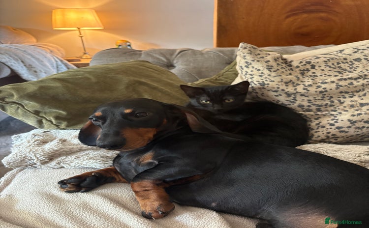 Mixed Breed cats - Advert 6