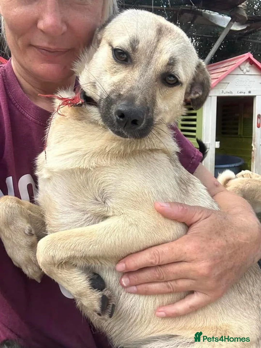 Mixed Breed dogs for adoption: Barbie - Norwich Norfolk  in Norwich - Advert 12