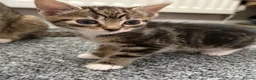 Mixed Breed cats for sale: Kittens for sale  - Advert 10
