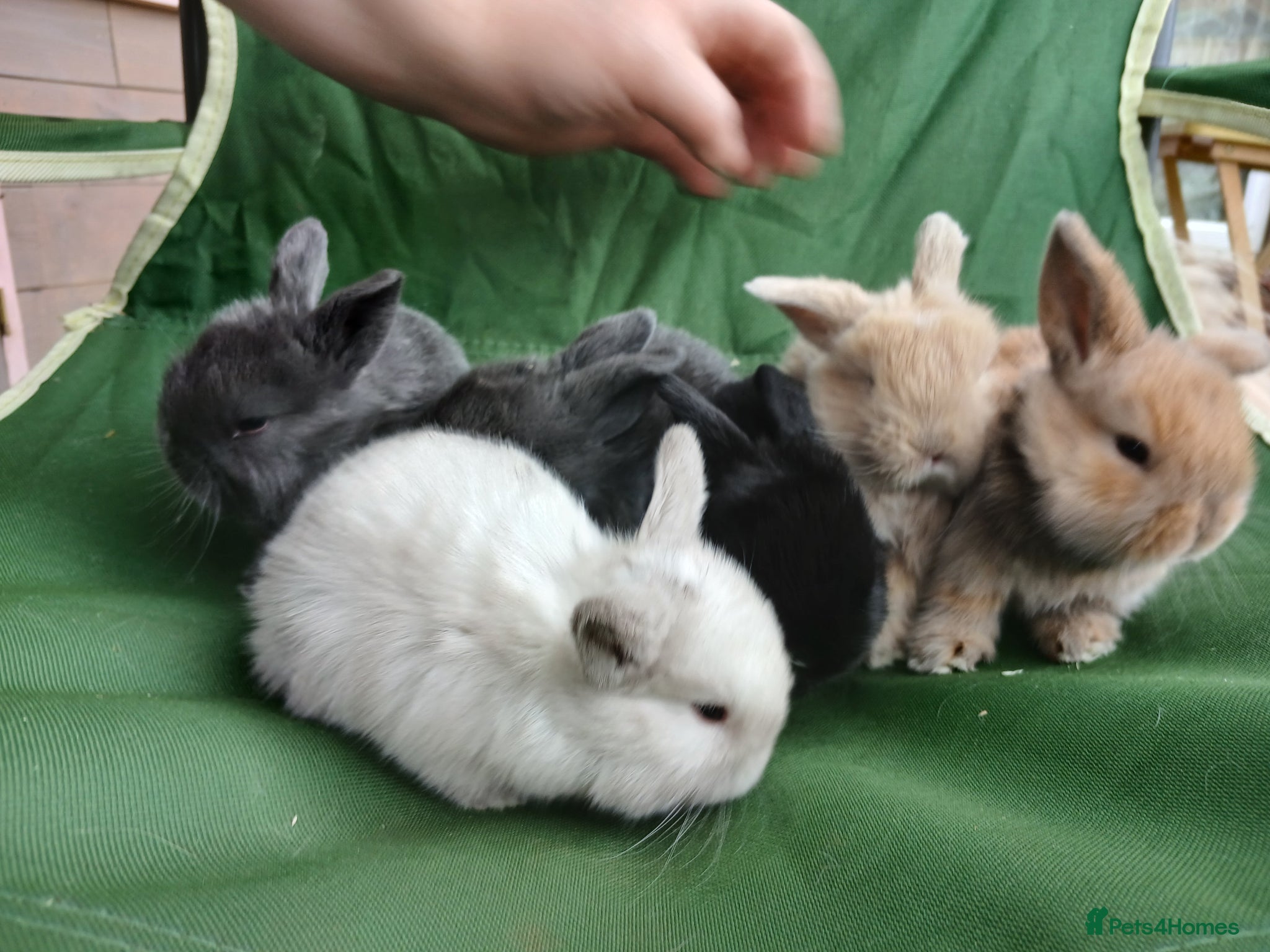 Mini Lop rabbits Beautiful mini lops  - Advert 2