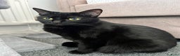 Domestic Shorthair cats for sale: Two loving cats in need of a new home - Advert 2