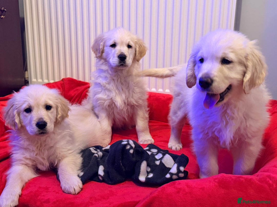 Golden Retriever dogs for sale: Fluffy Bears ready to go. Xx - Advert 12