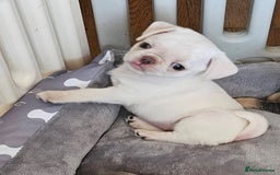 Pug dogs for sale: Last Boy reduced 😍 Lilac & Tan wrapped in Cream - Image 3