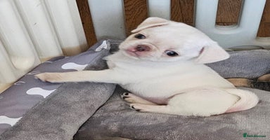 Pug dogs - Advert 3
