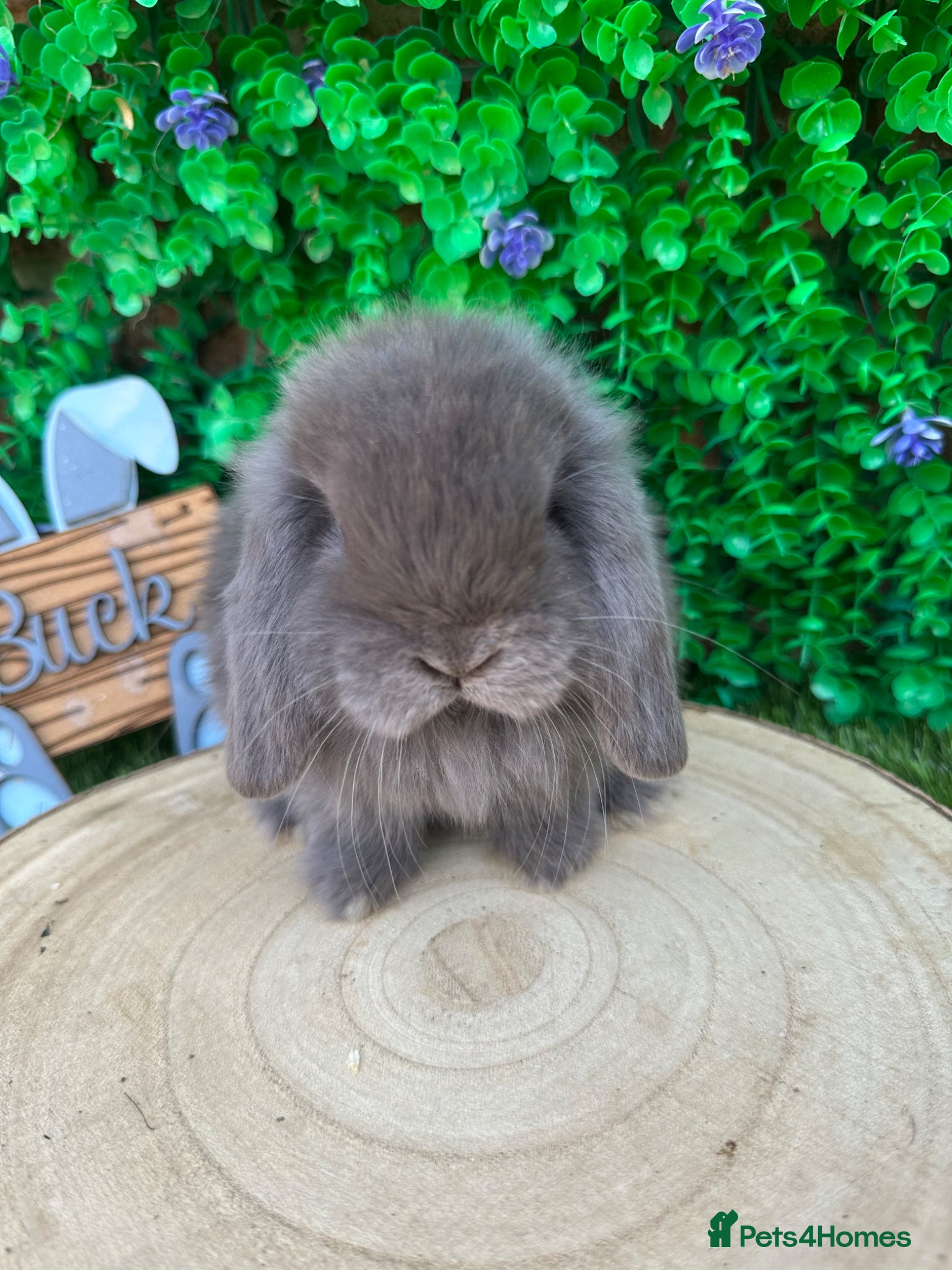 Mini Lop rabbits Beautiful purebred mini lops ready to reserve 😍 - Advert 1