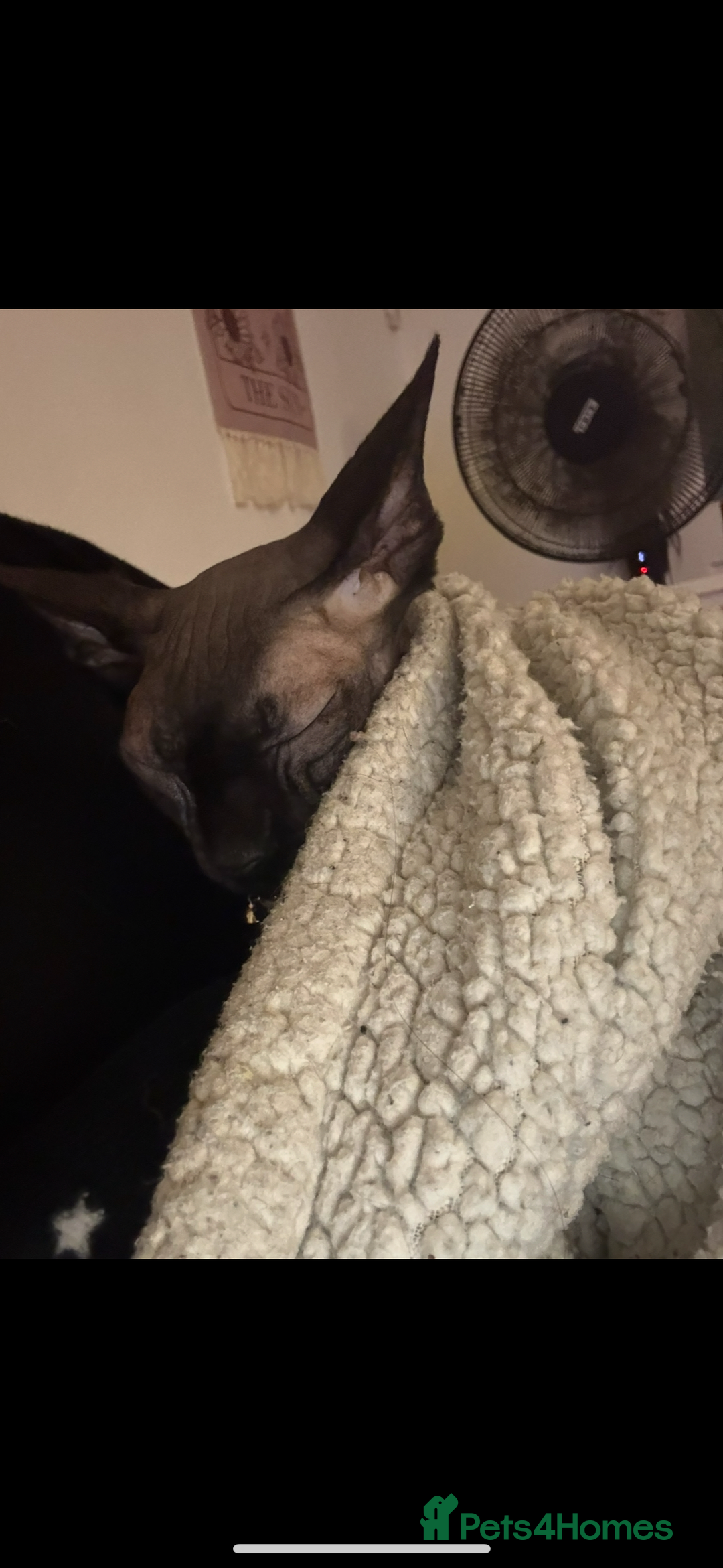 Sphynx cats for sale: Beautiful sweet spynx  - Advert 4
