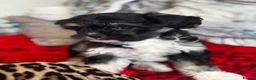 Malshi dogs for sale: Little Puppy - Advert 4