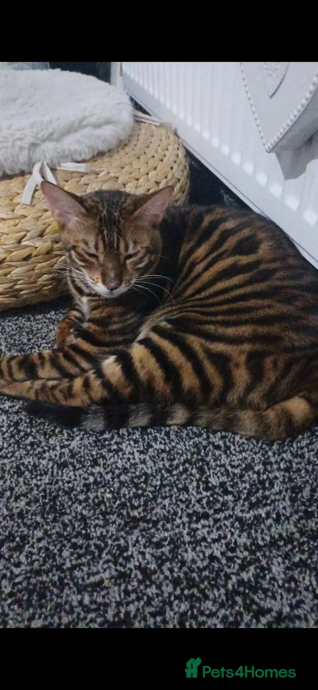 Toyger cats for sale: American toygers in Dewsbury - Advert 6