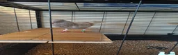 Pigeons birds for sale: Young Male Rock pigeon  - Advert 2