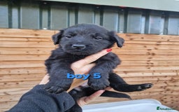 Labradoodle dogs for sale: F1b labradoodle,  back cross to a labrador - Image 5