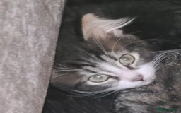 Mixed Breed cats for sale: Maincoon x tabby kittens  - Image 1