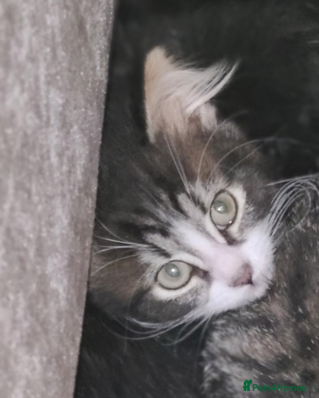 Mixed Breed cats for sale: Maincoon x tabby kittens  - Image 1
