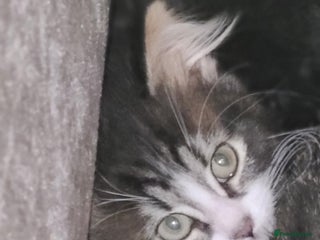 Mixed Breed cats - Advert 16