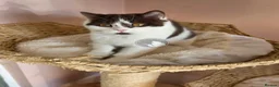 British Shorthair cats for sale: GCCF chunky British shorthair kittens - Advert 5