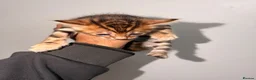 Bengal cats for sale: Stunning bengals for sell, 3 Males, 1 Female - Advert 7