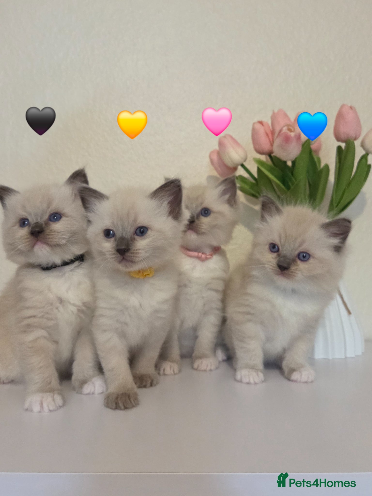 Ragdoll cats Fluffy Blue-Eyed Ragdoll Kittens - Advert 1