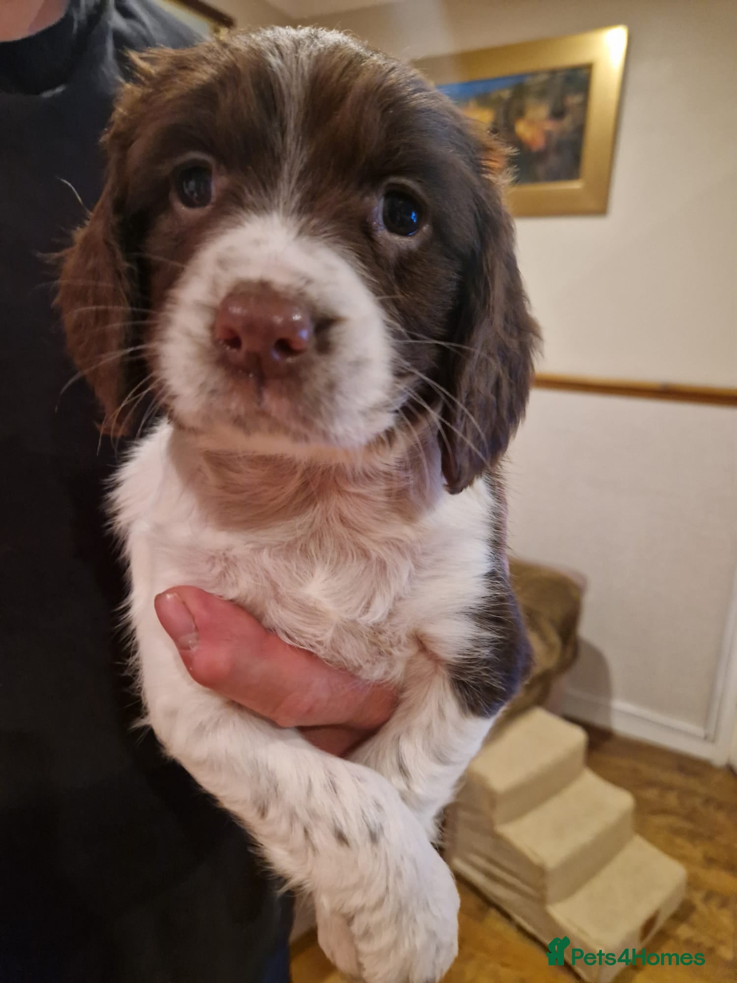 English Springer Spaniel dogs Springer spaniel pups - Advert 1