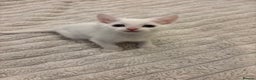 Turkish Angora cats for sale: Adorable Turkish Angora Kittens – Ready Now 🐾 - Advert 6